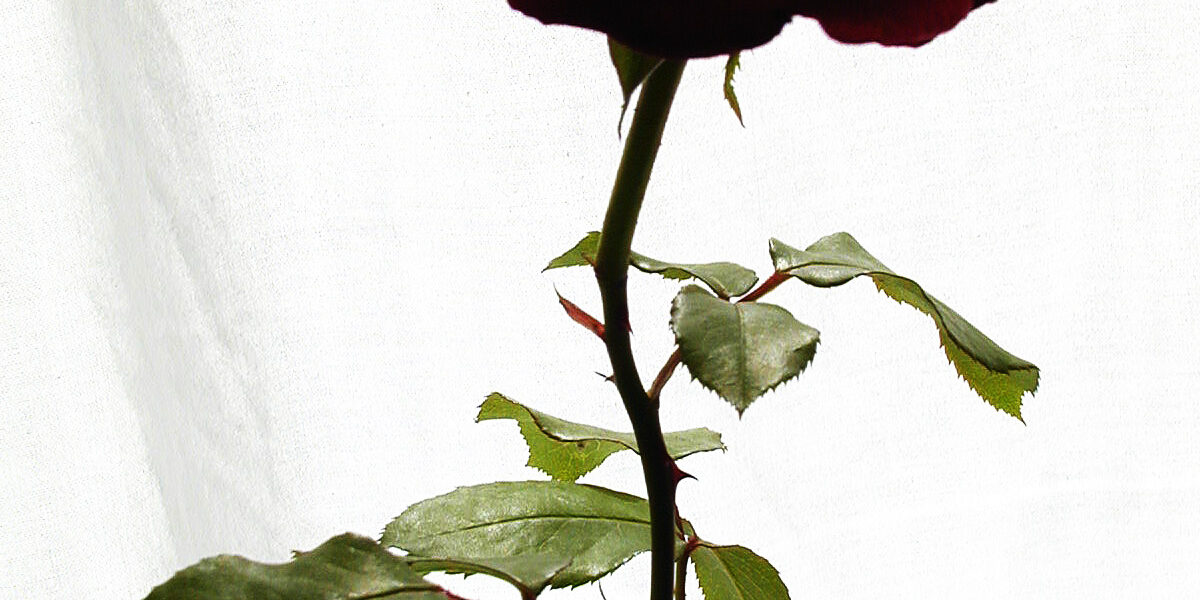 rose-1509673.jpg